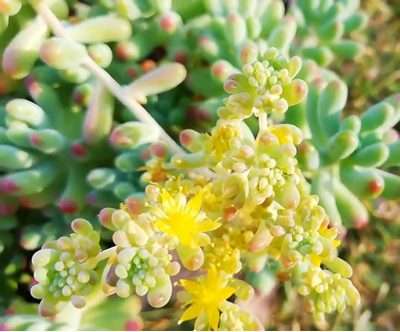 Sedum Pachyphyllum flor
