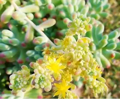 Sedum Pachyphyllum flor