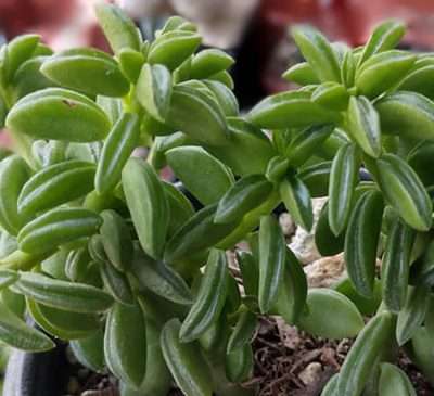 Peperomia nivalis