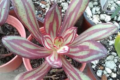 Echeveria nodulosa