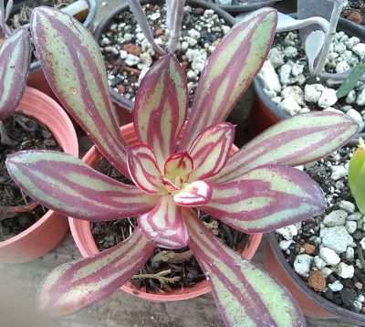 Echeveria nodulosa