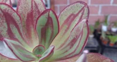 Echeveria nodulosa características