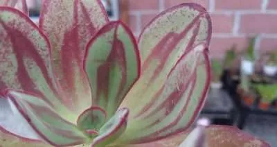 Echeveria nodulosa características