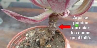 Echeveria nodulosa nódulos