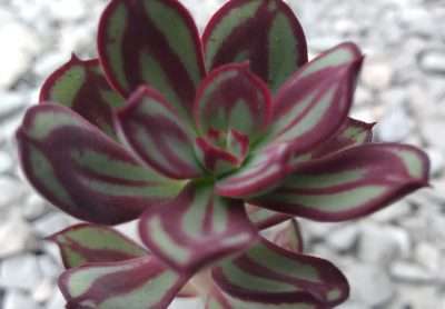 Echeveria nodulosa agua