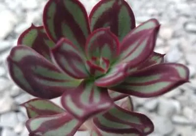 Echeveria nodulosa agua
