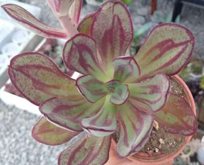 Echeveria nodulosa sustrato