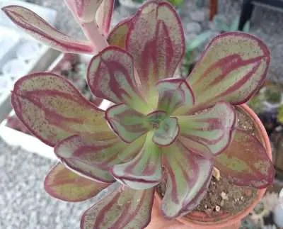 Echeveria nodulosa sustrato