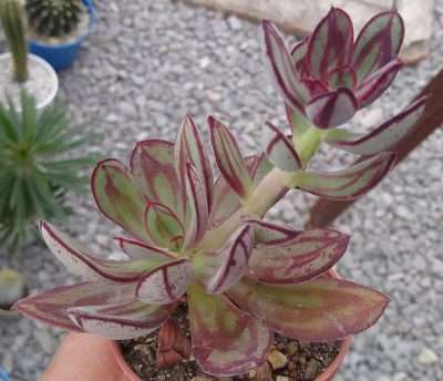 Echeveria nodulosa propagación