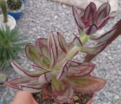 Echeveria nodulosa propagación