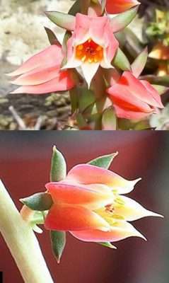 Echeveria nodulosa floración