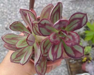 Echeveria nodulosa problemas