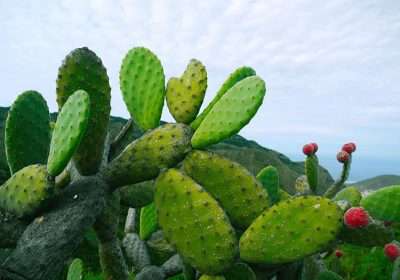 suculenta gigante opuntia