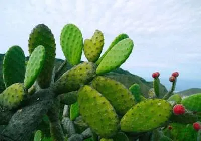 suculenta gigante opuntia