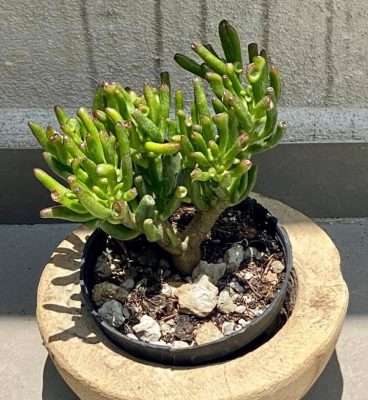 Crassula ovata Gollum características