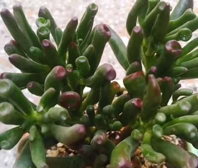 Crassula ovata Gollum luz