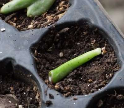 Crassula ovata Gollum propagación