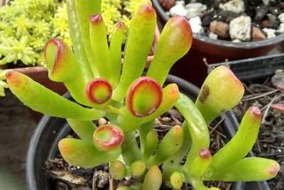 Crassula ovata Gollum temperatura