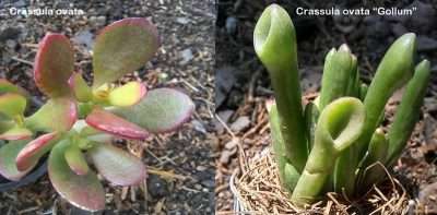 Crassula ovata Gollum curiosidades