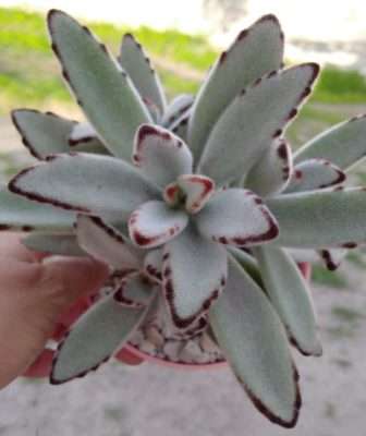 Kalanchoe tomentosa