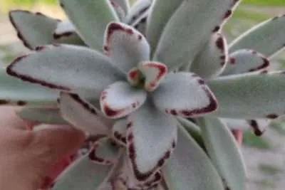 Kalanchoe tomentosa