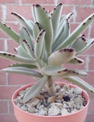 Kalanchoe tomentosa características