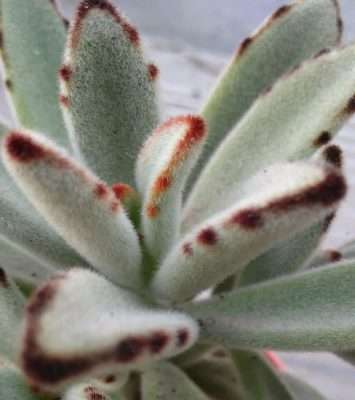 Kalanchoe tomentosa agua