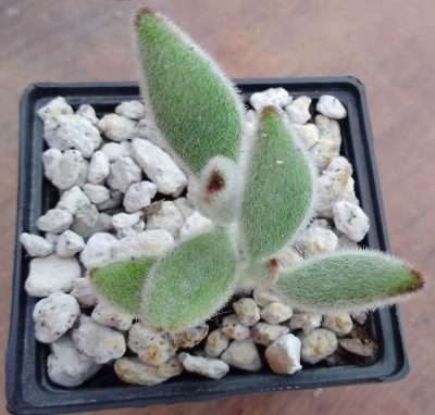 Kalanchoe tomentosa sustrato