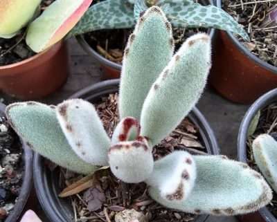 Kalanchoe tomentosa propagación