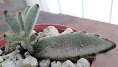 Kalanchoe tomentosa propagación 1