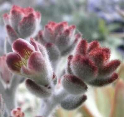 Kalanchoe tomentosa floración