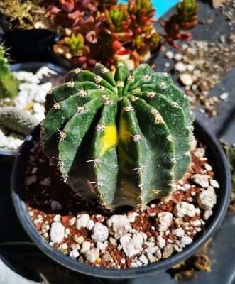 Echinopsis oxygona luz