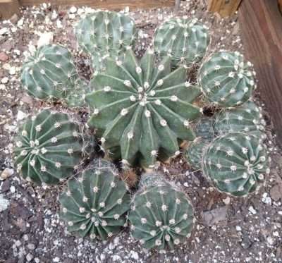 Echinopsis oxygona colonia