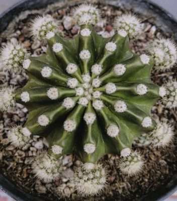 Echinopsis oxygona riego