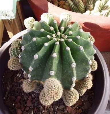 Echinopsis oxygona reproducción