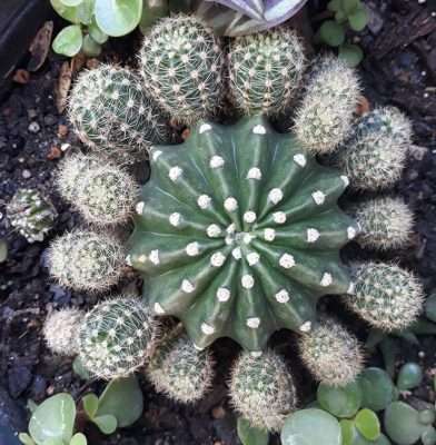 Echinopsis oxygona propagación