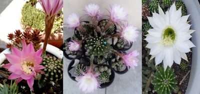 Echinopsis oxygona flor