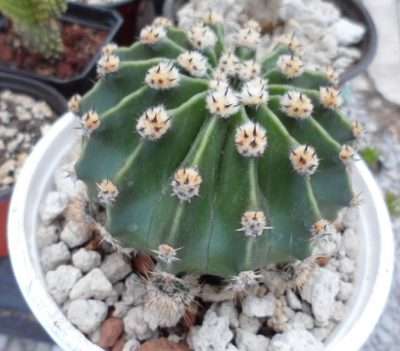 Echinopsis oxygona sustrato