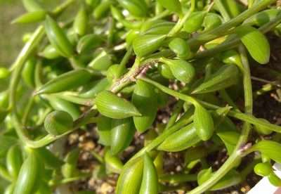 rosario de bananas trasplantar