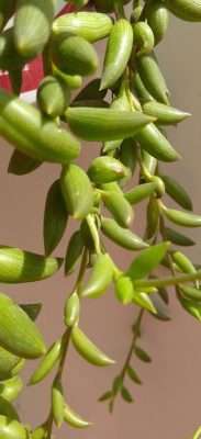 rosario de bananas características