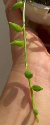 rosario de bananas luz