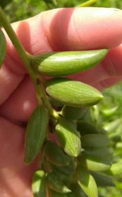 rosario de bananas agua