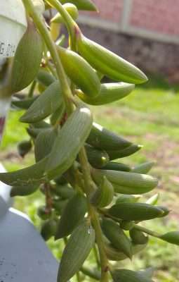 rosario de bananas temperatura