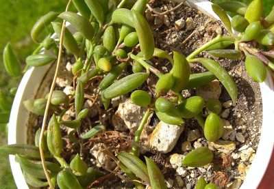 rosario de bananas sustrato