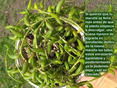 rosario de bananas propagación