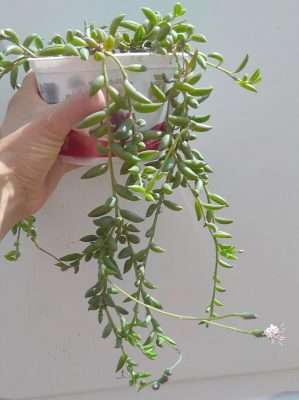 rosario de bananas problemas