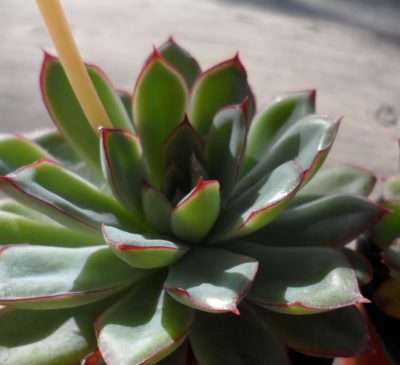 Echeveria pulidonis