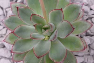 Echeveria pulidonis características