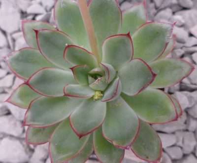 Echeveria pulidonis características