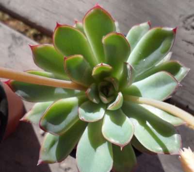 Echeveria pulidonis luz